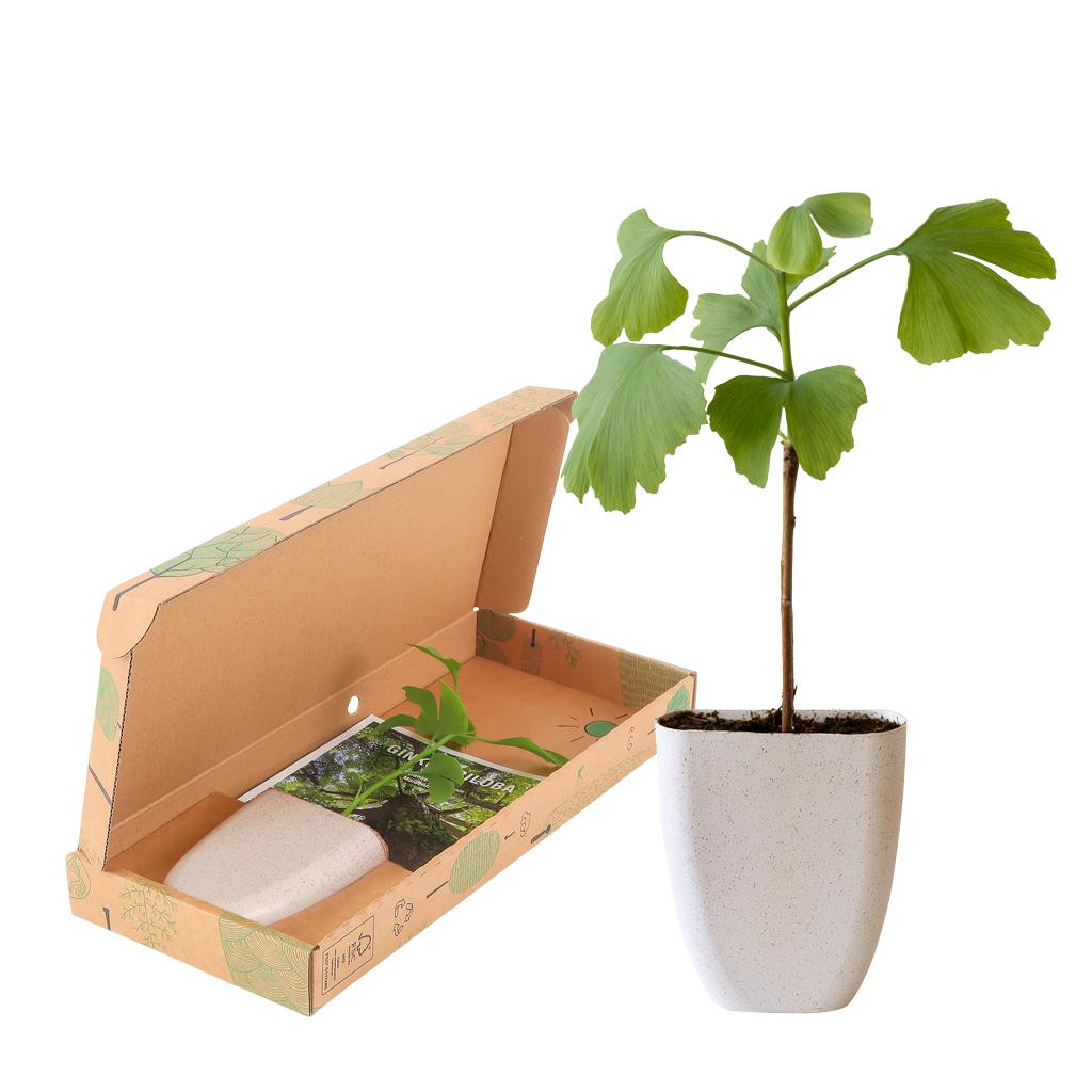 Levensboom - Ginkgo Biloba in brievenbusdoosje met info boekje