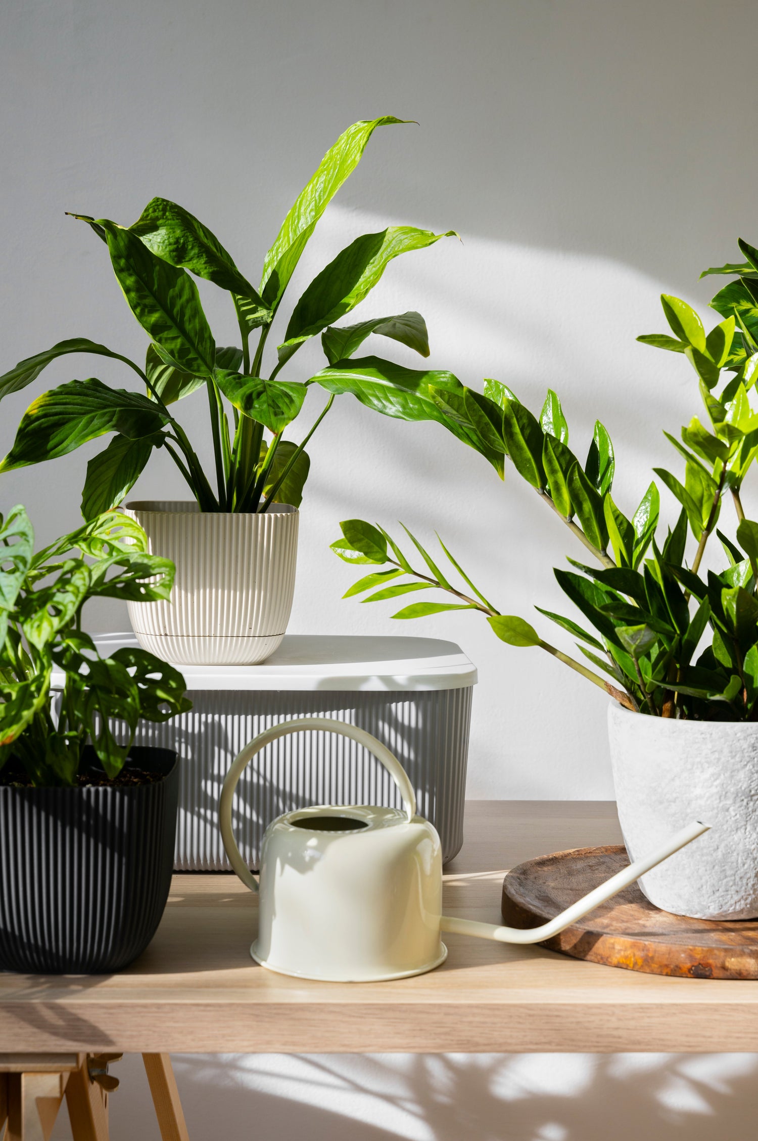 Luchtzuiverende Planten