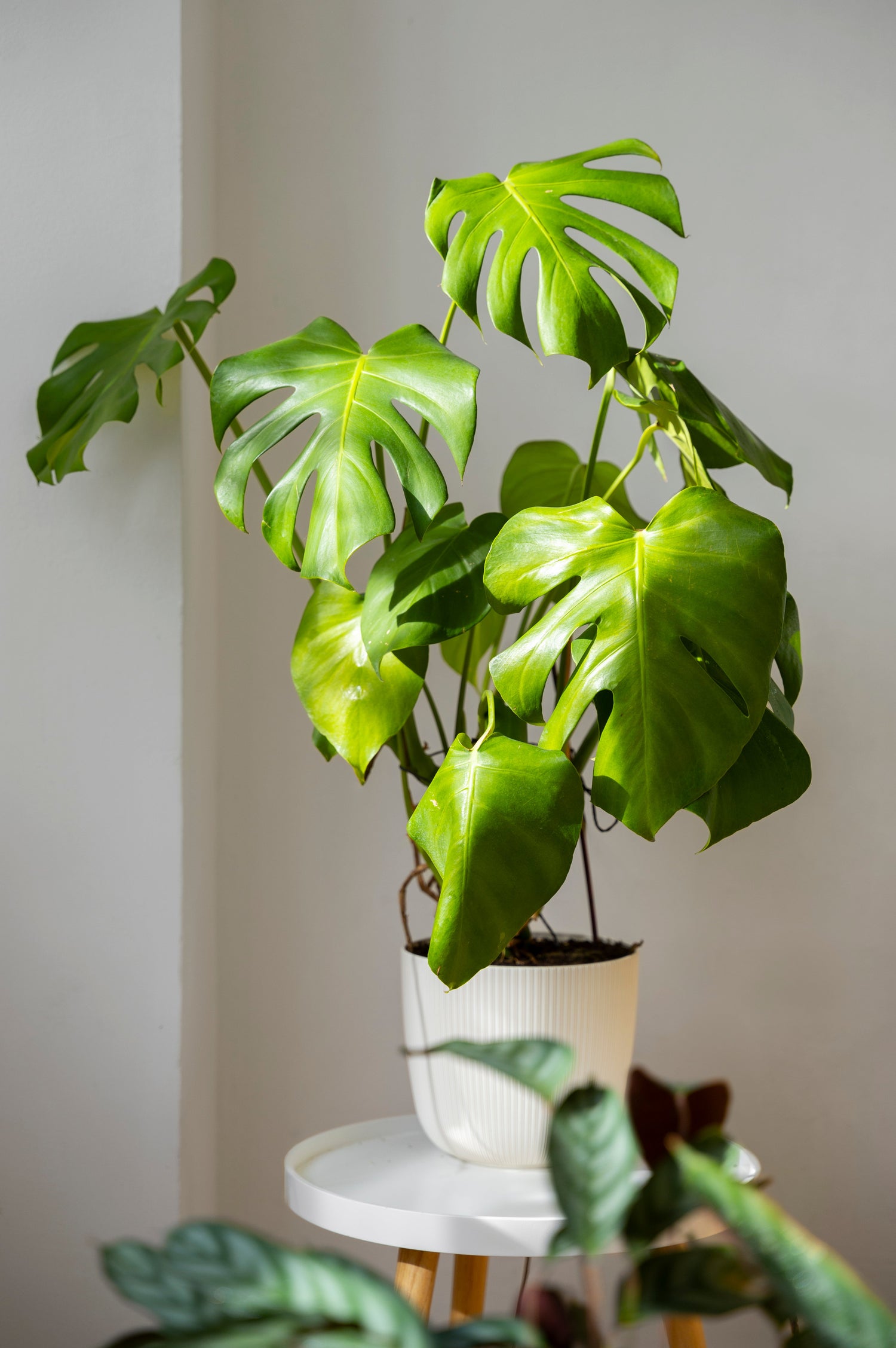 Grote Planten Collectie