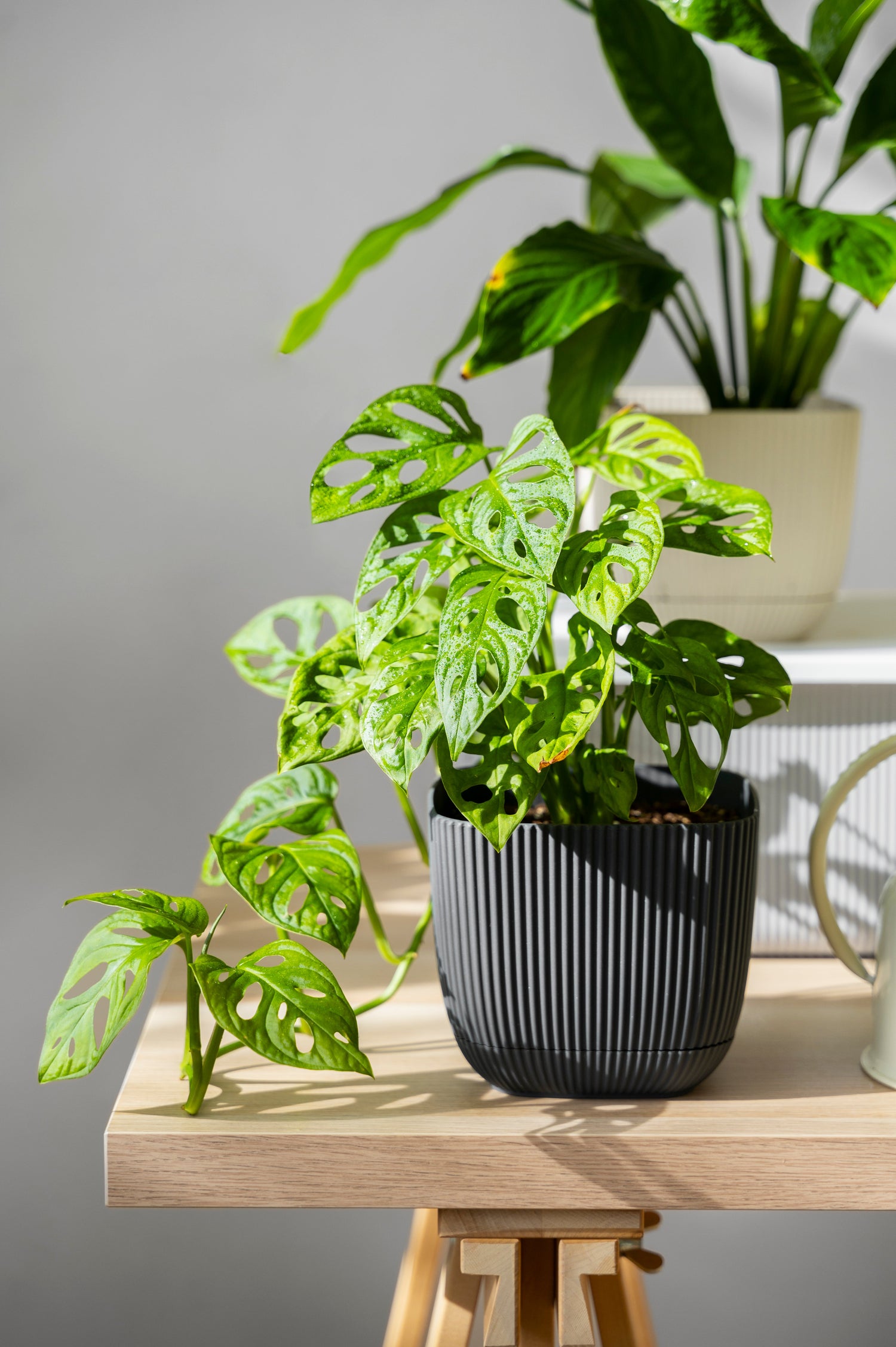 Kleine Planten