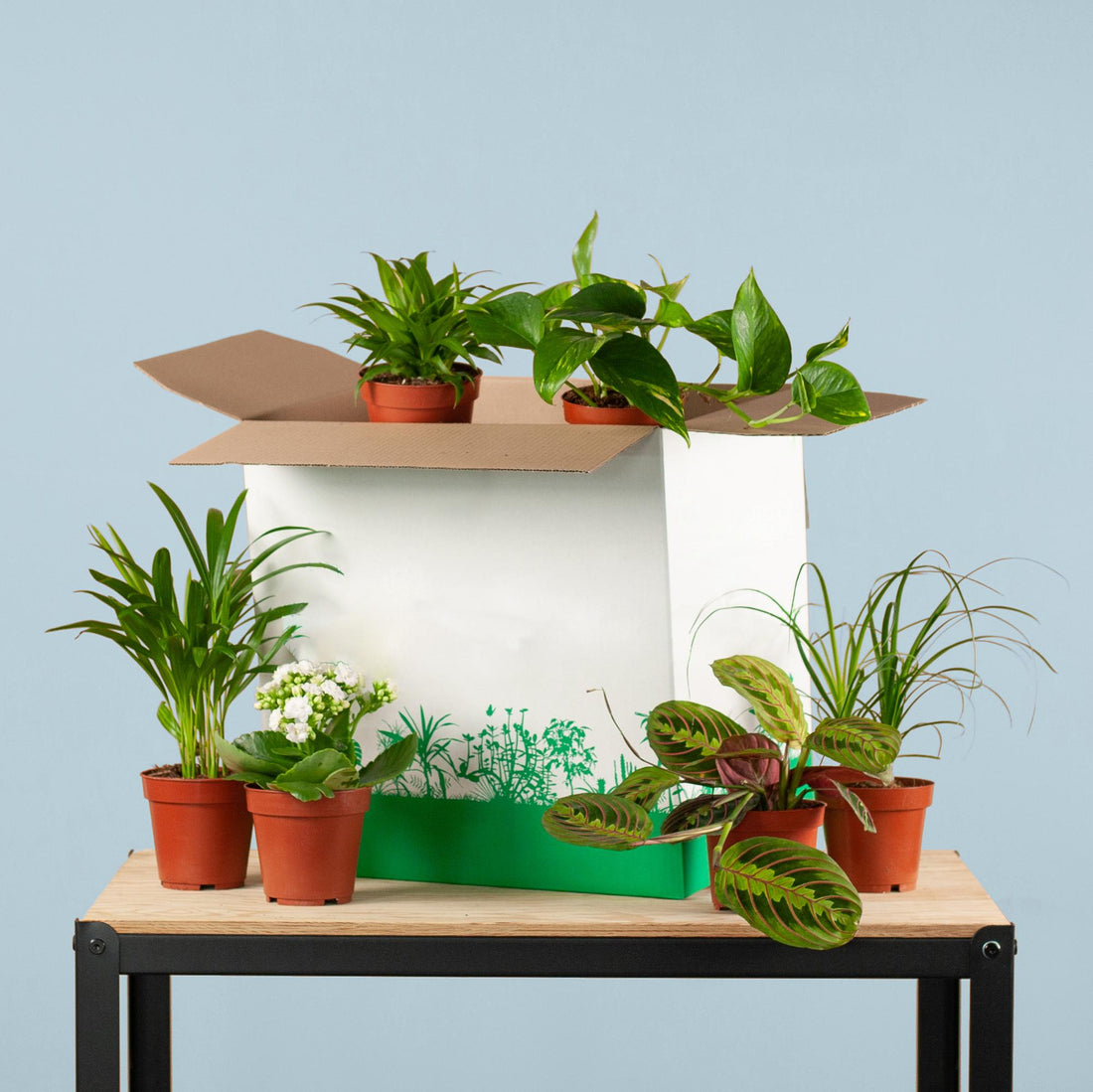 Groene Kneusjesbox (6 stuks)