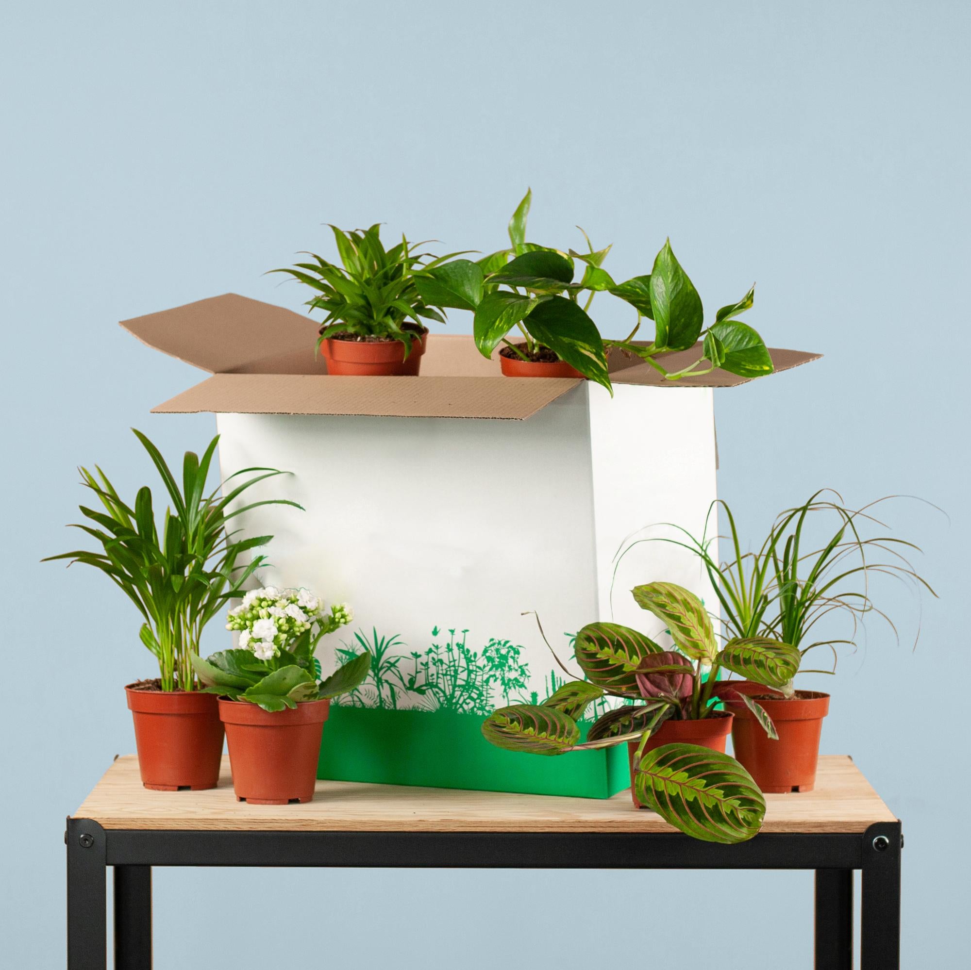 Groene Kneusjesbox (6 stuks)