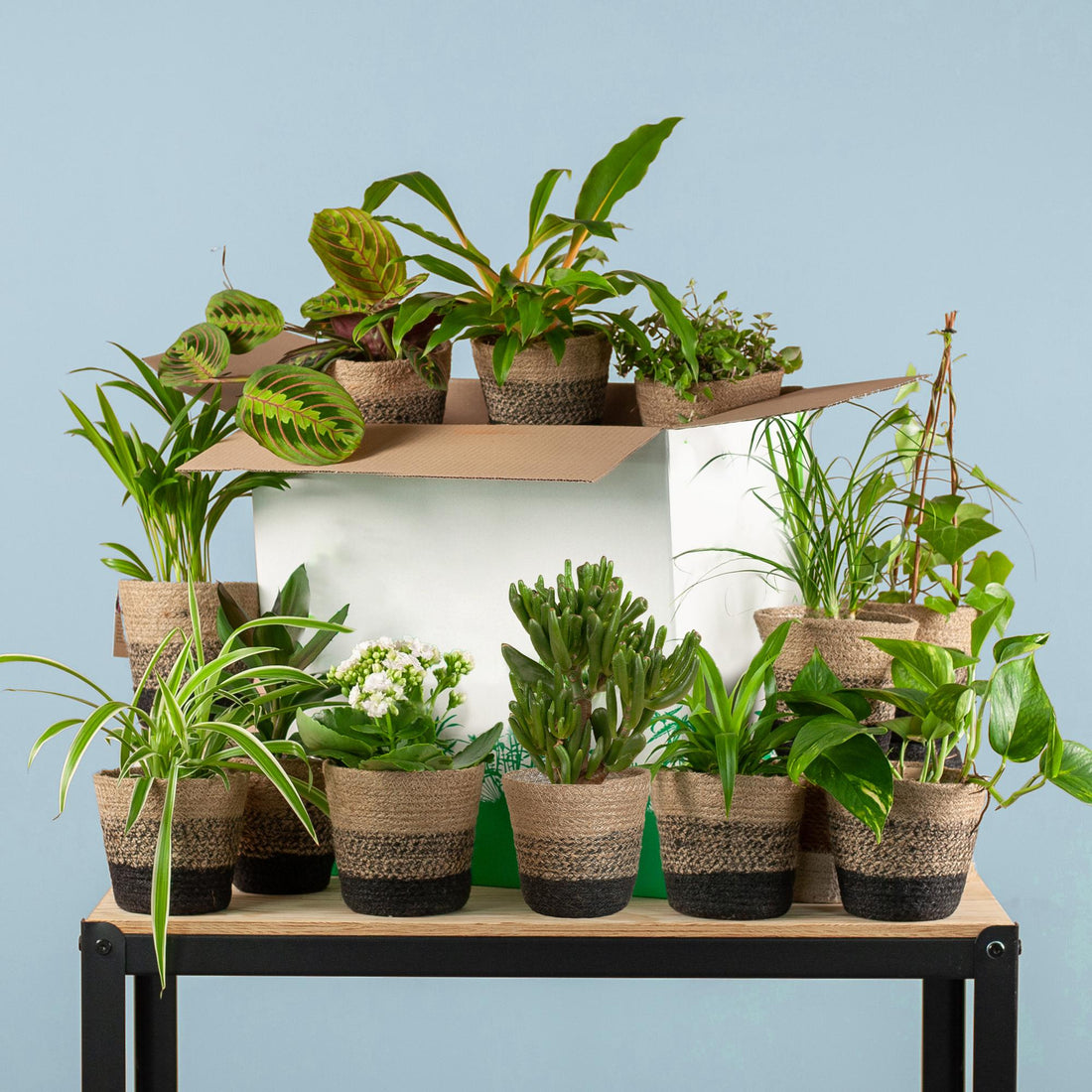 Groene Kneusjesbox (12 stuks) - incl. 12 x pot Lissabon zwart