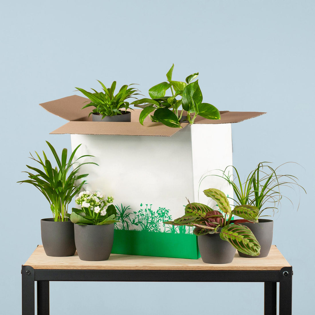 Groene Kneusjesbox (6 stuks) - incl. 6 x pot Viber zwart (kopie)