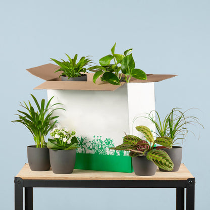 Groene Kneusjesbox (6 stuks) - incl. 6 x pot Viber zwart