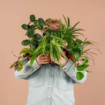 Groene Kneusjesbox (6 stuks)