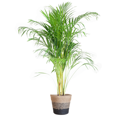 Areca Palm (Dypsis) met Lissabon mand zwart - 100cm - Ø21