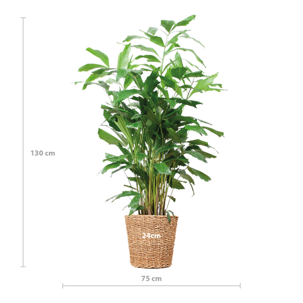 Caryota Mitis XL met mand Torun - 130cm - Ø24