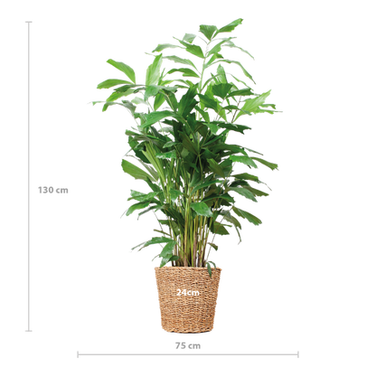 Caryota Mitis XL met mand Torun - 130cm - Ø24