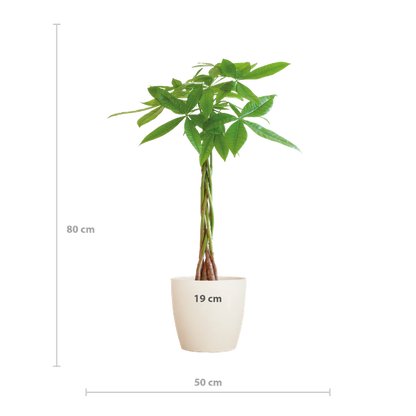 Pachira Aquatica met Viber wit - 80cm - Ø21