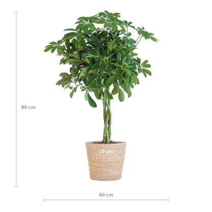 Schefflera Arab Nora met Mand Sofia naturel  - 70cm - Ø21