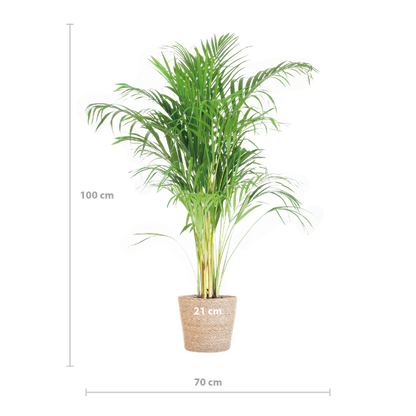Areca Palm (Dypsis) met Sofia mand naturel - 100cm - Ø21
