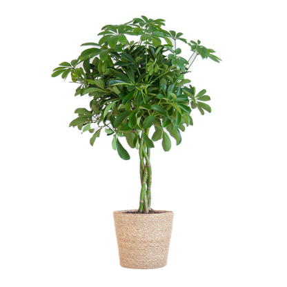 Schefflera Arab Nora met Mand Sofia naturel  - 70cm - Ø21